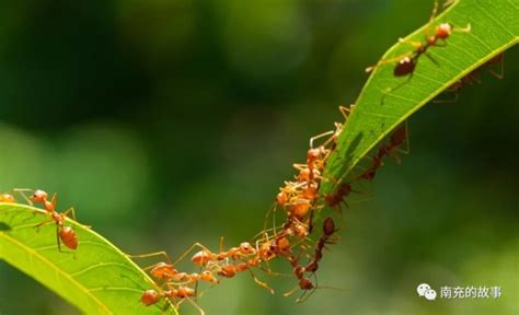 螞蟻數量 通天子